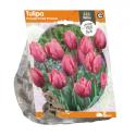 Baltus Tulipa Triumph Pretty Princess tulpen bloembollen per 5 stuks